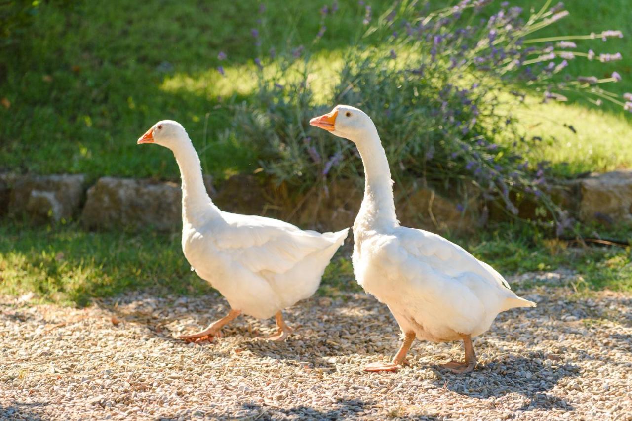 Fattoria Capobianco Villa Montefiascone Bagian luar foto